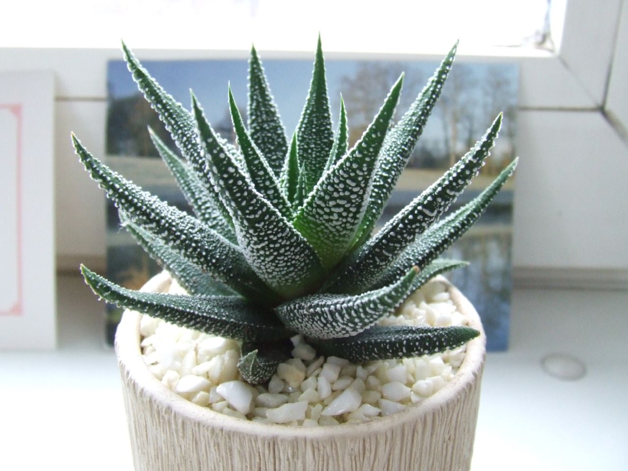 Aloe is poisonous for pets